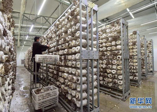 河北贊皇 食用菌工廠(chǎng)化生產(chǎn)忙 凈水劑產(chǎn)業(yè)協(xié)同發(fā)展